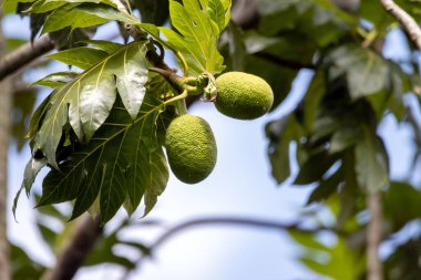 Ekmek meyvesi ağacı meyvesi, Artocarpus altilis