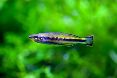 Madagaskar yağmur balığı Bedotia madagascariensis 'in makro fotoğrafı.