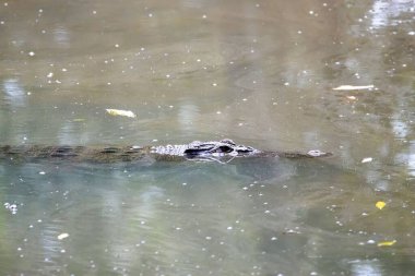 Bir tuzlu su timsahı, Timsah Porosus, mangrov ormanının çamurlu sularında.