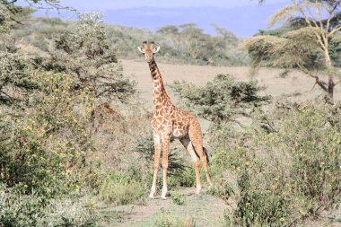 Naivasah Gölü Milli Parkı 'nda zürafalar, Giraffa camelopardalis tippelskirchi ile Savanna manzarası. 