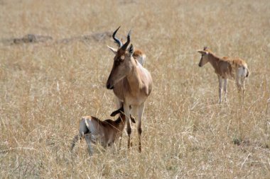 Maasai Mara 'da Kola, Alcelaphus buselaphus cokii,