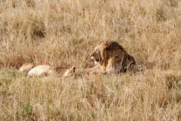 Leões Panthera Leo Relva Seca Maasai Mara — Fotografia de Stock