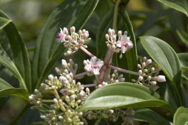Gösterişli Medinilla çiçekleri, Medinilla magnifica