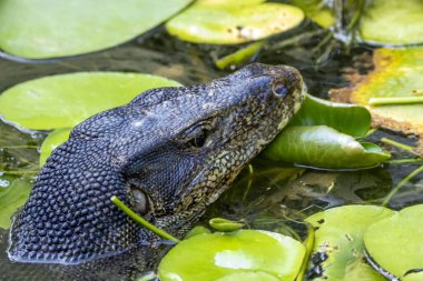 Asyalı bir su monitörü portresi, Varanus kurtarıcısı, gölette yüzüyor.