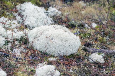 Ren geyikleri, Cladonia Rangiferina, bir orman zemininde. 