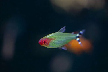 Kundakçı tetra, Petitella bleheri, koyu bir geçmişi var..