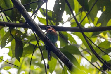 Geniş gagalı bir motmot, Electron platyrhynchum, Kosta Rika 'da bir ağaçta. 