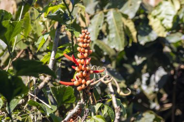 Kosta Rika 'da bir ormanda bir Erythrina costaricensis ağacının enfloresansı. 