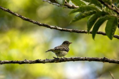 Kosta Rika 'da bir ağaçtaki Elaenia Franzii Dağı.. 