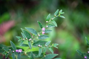 Kosta Rika 'daki Lepidaploa salzmannii bitkisinin çiçekleri.. 