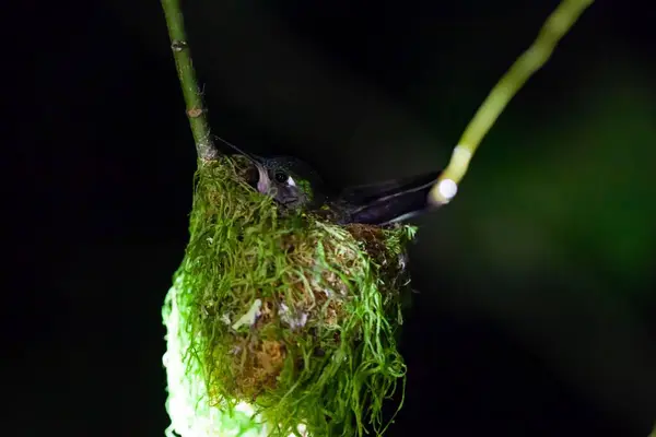 A violet-headed hummingbird, Klais guimeti, on the nest in a tree, Costa Rica.
