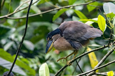 Bir balıkçıl, Cochlearius Cochlearius, Kosta Rika 'da bir ağaçta gagalanmış.