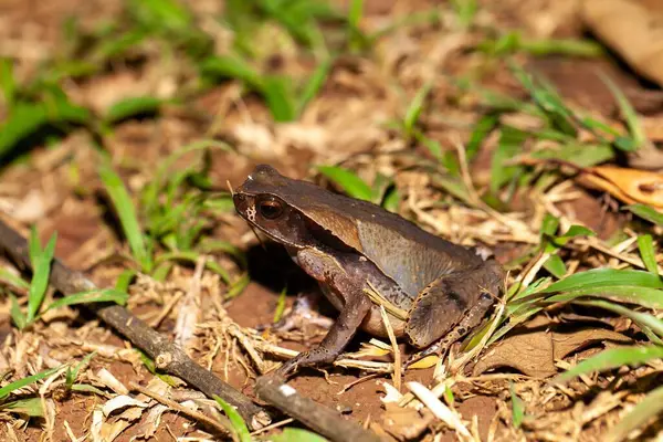 Ένας Βάτραχος Του Είδους Rhaebo Haematiticus Γκαζόν Στην Κόστα Ρίκα Royalty Free Εικόνες Αρχείου