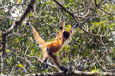 Süslü bir örümcek maymunu, Ateles Geoffroyi ornatus, Kosta Rika 'da bir ağaçta.. 