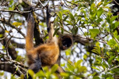 Süslü bir örümcek maymunu, Ateles Geoffroyi ornatus, Kosta Rika 'da bir ağaçta.. 