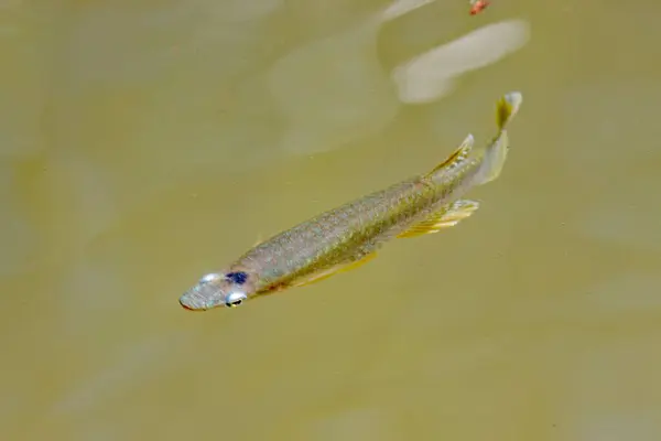 Λευκό Ψάρι Ματιών Oxyzygonectes Dovii Στην Επιφάνεια Των Λασπωμένων Υδάτων Εικόνα Αρχείου