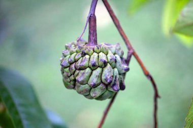 Ağacın tepesindeki elma şekerinin meyvesi, Annona mukozası.. 