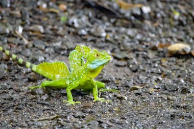 Tüylü bir basilisk, Basiliscus plumifrons, orman zemininde. 