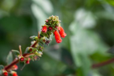 Flowers of a Kohleria spicata plant in Costa Rica.  clipart