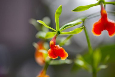 Orkide türünün çiçeği Epidendrum psödepidendrum