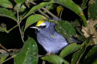 A golden winged warbler, Vermivora chrysoptera, in a tree.  clipart