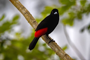 A scarlet rumped tanager, Ramphocelus passerinii, on a branch.  clipart