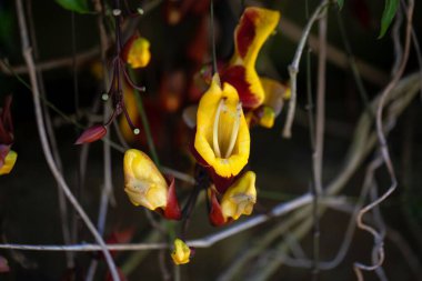 Flowers of a Mysore trumpetvine, Thunbergia mysorensis clipart