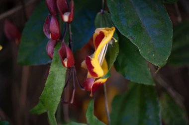 Flowers of a Mysore trumpetvine, Thunbergia mysorensis clipart