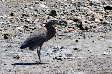 A bare throated tiger heron, Tigrisoma mexicanum, in Costa Rica clipart