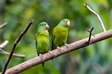 Bir çift portakal çeneli muhabbet kuşu, Brotogeris jugularis, Kosta Rika 'da bir dalda