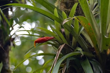 Kosta Rika 'da bir yağmur ormanındaki ağaçta çiçek bulunan bir Guzman Nikaraguensis bitkisi.. 