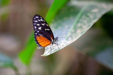 Uzun kanatlı bir kaplan kelebek, Heliconius hekale, bir bitkinin üzerinde. 