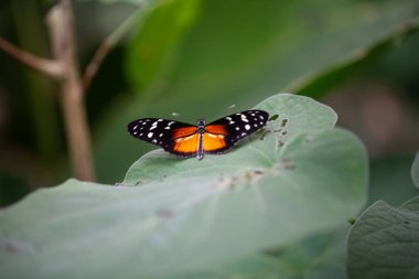 Uzun kanatlı bir kaplan kelebek, Heliconius hekale, bir bitkinin üzerinde. 