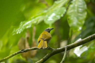 Kosta Rika 'da bir dalda, boz boğazlı kraker Maximus.. 