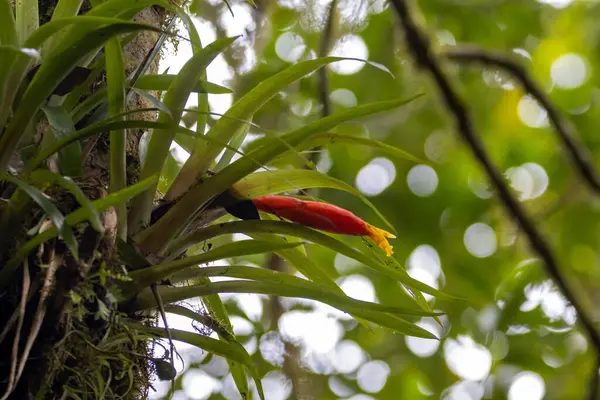 Guzmania Nicaraguensis Növény Virágokkal Egy Egy Esőerdőben Costa Rica Stock Fotó