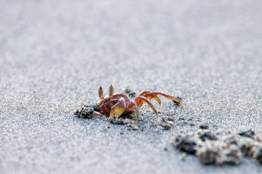 A painted ghost crab, Ocypode gaudichaudii, on the burrow on a sandy beach in Costa Rica.  clipart