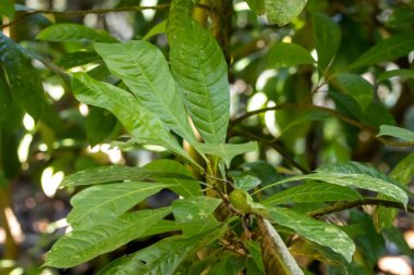 Kosta Rika 'da bir yağmur ormanında, Erythrochiton gymnanthus adlı bir kafeteryanın yaprakları.. 