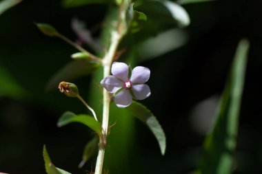 Bir Sauvagesia bitkisinin çiçeği.. 