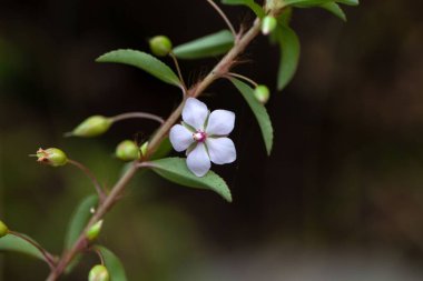 Bir Sauvagesia bitkisinin çiçeği.. 