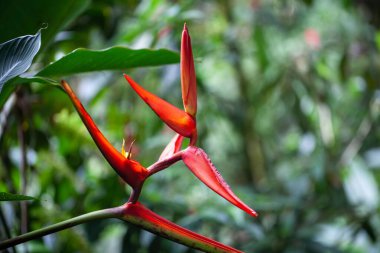Kosta Rika 'da bir yağmur ormanında Heliconia monteverdensis çiçeği. 