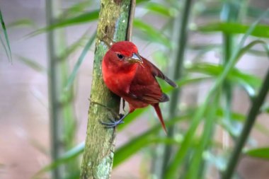 Bir karaciğer tangası, piranga flava, bir çalılıkta, Kosta Rika. 