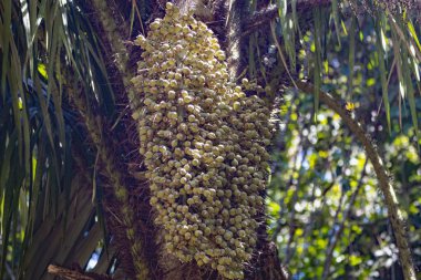Orta Amerika 'da bir yağmur ormanında, Astrocaryum standleyanum adlı siyah bir palmiyenin meyveleri.. 