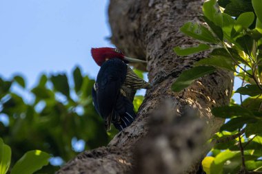 A pale billed woodpecker, Campephilus guatemalensis, on a tree in a rainforest, Costa Rica.  clipart