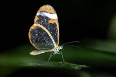 Kalın uçlu Greta, Greta Morgane, bir yaprağın üzerinde. 