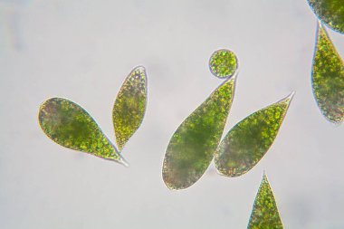Euglena tek hücresi mikroskop altında ökaryotları kamçılıyor.