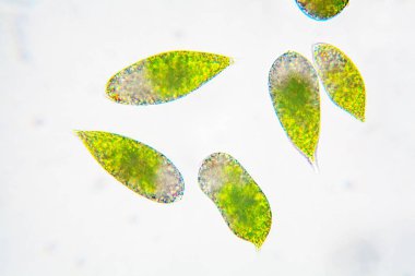 Euglena single cell flagellate eukaryotes under the microscope clipart