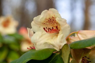 Rododendron Melezi Viscy 'nin Çiçekleri