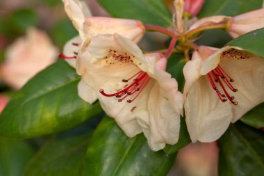 Rododendron Melezi Viscy 'nin Çiçekleri