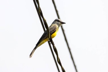 Tropical kingbird, Tyrannus melancholicus, on a wire, Costa Rica.  clipart