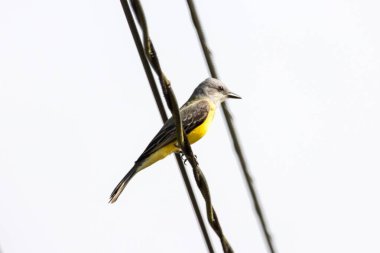 Tropical kingbird, Tyrannus melancholicus, on a wire, Costa Rica.  clipart